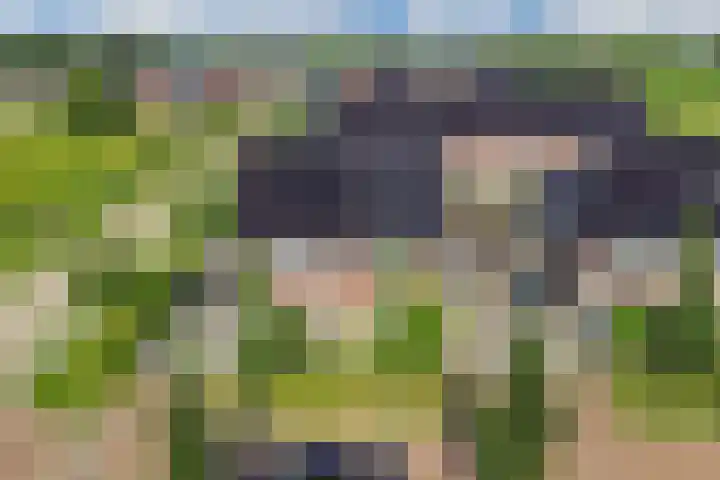 Berltsumer Wiid 3 Franeker thumbnail 12