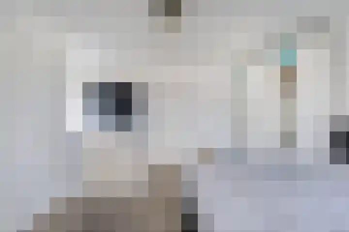 Berltsumer Wiid 3 Franeker thumbnail 52