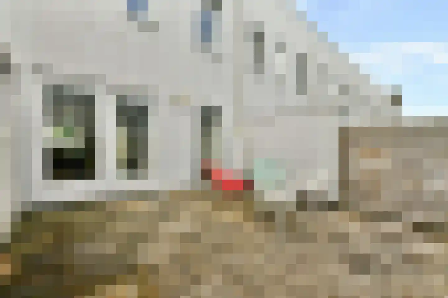 Bermuda 14 Zaandam thumbnail 26