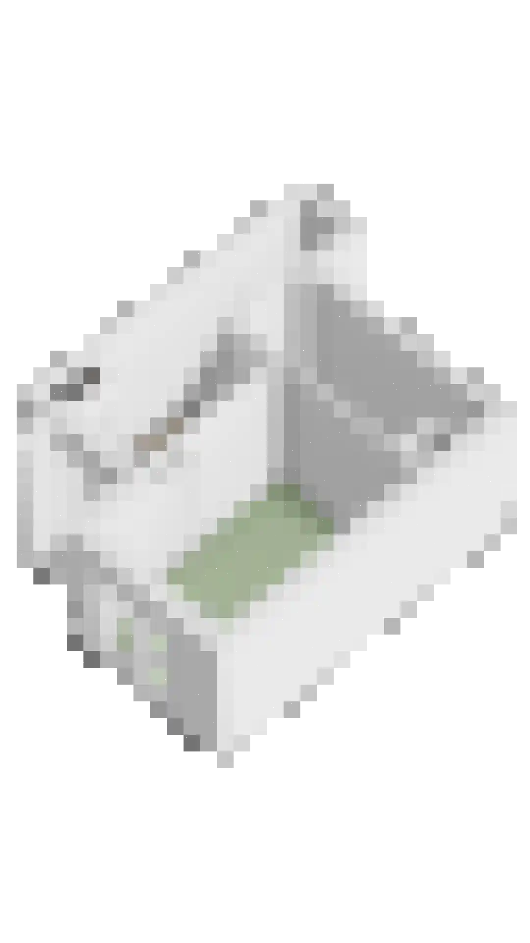 Bermuda 25 Zaandam thumbnail 32