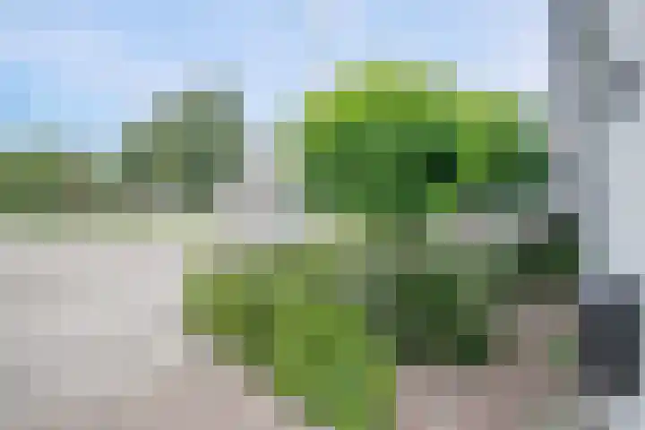 Bermweg 272 Capelle aan den IJssel thumbnail 47