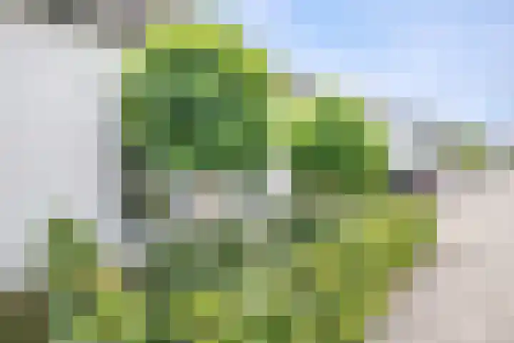 Bermweg 272 Capelle aan den IJssel thumbnail 54