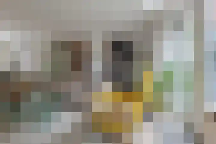 Bermzegge 6 Zwolle thumbnail 16
