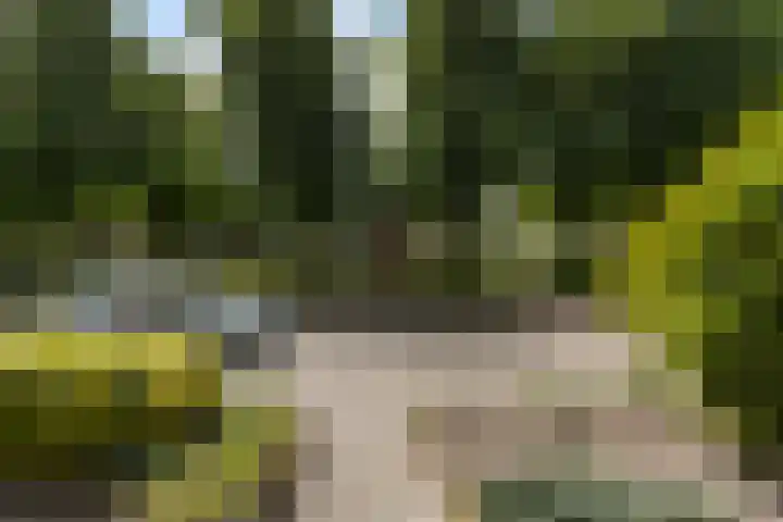 Berndijksestraat 65 Kaatsheuvel thumbnail 6