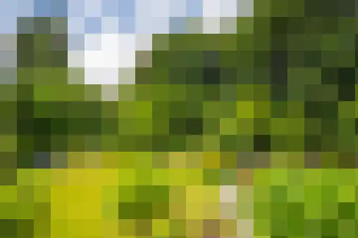 Bernhaldelaan 19 Ellecom thumbnail 39