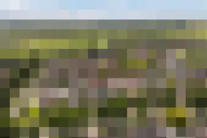 Bernhardlaan 88 Buitenpost thumbnail 6
