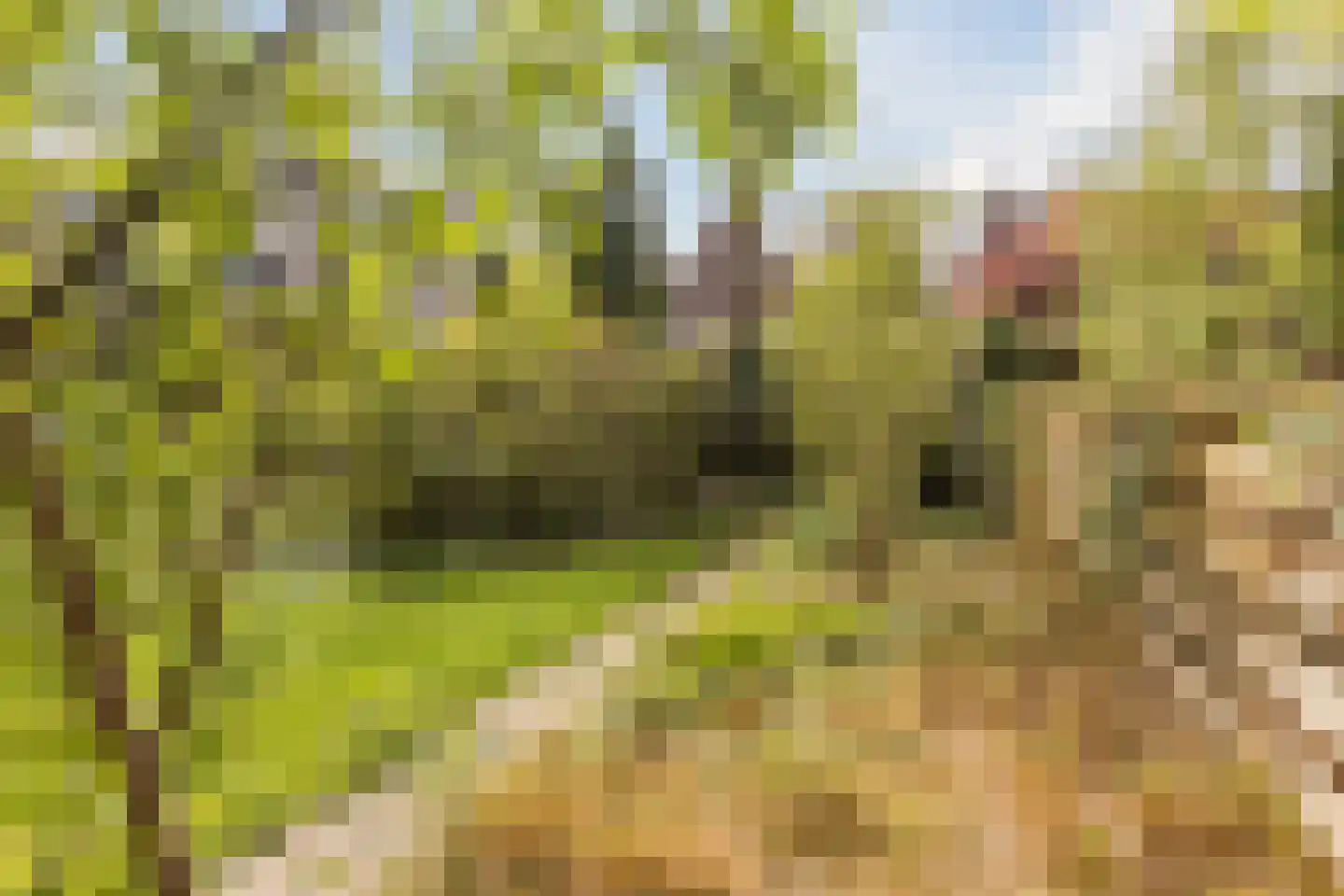 Bernhardstraat 13 Wageningen thumbnail 34
