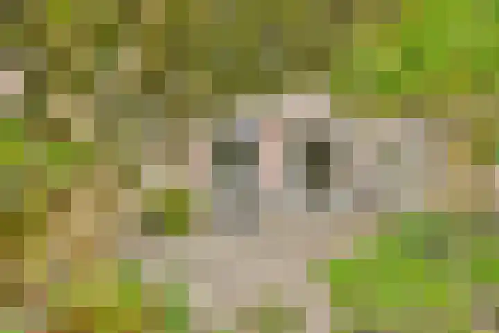 Bervoetsbos 154 Hoofddorp thumbnail 19