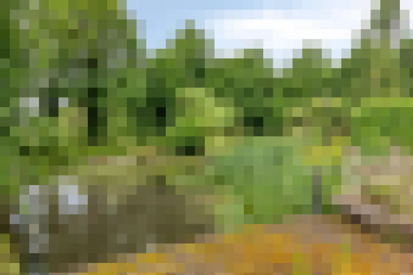 Besselaar 4 Gemonde thumbnail 47