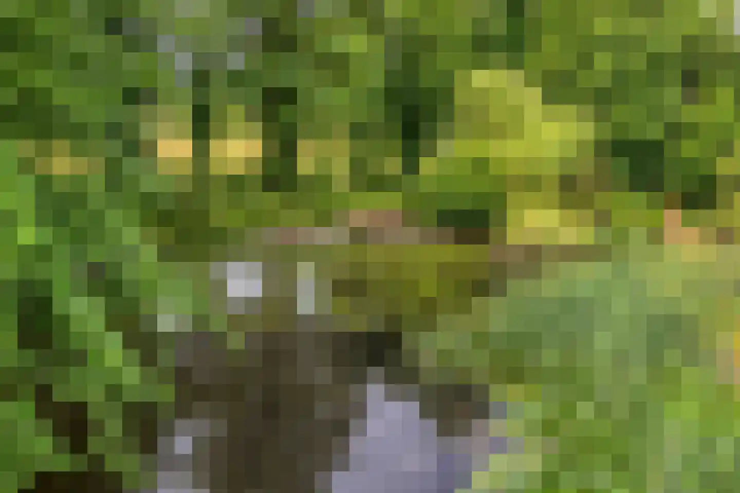 Besselaar 4 Gemonde thumbnail 55