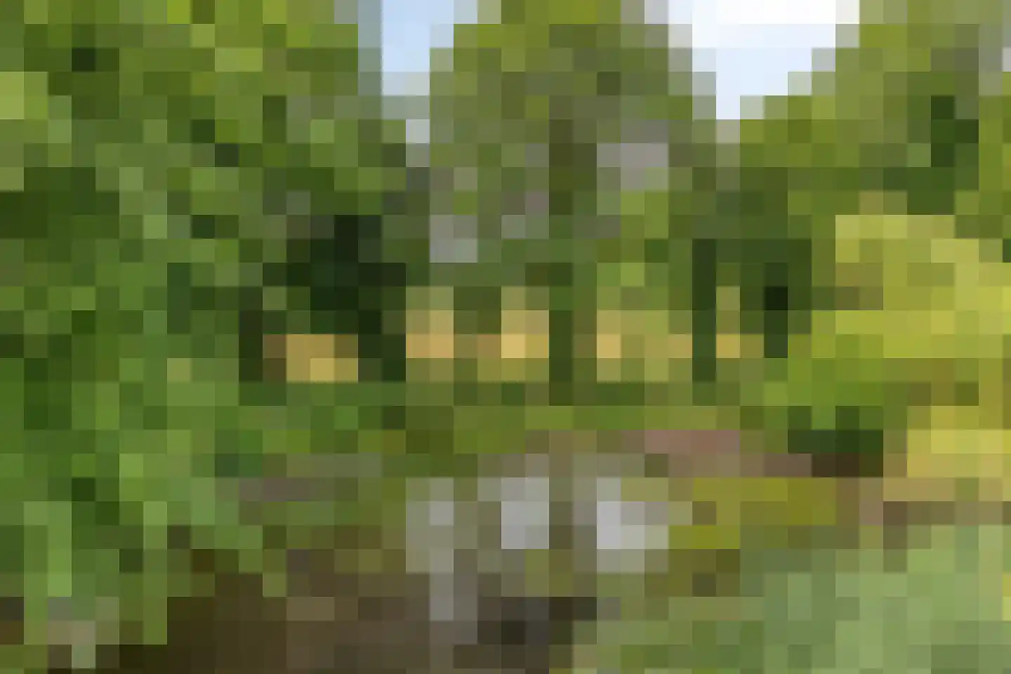 Besselaar 4 Gemonde thumbnail 57