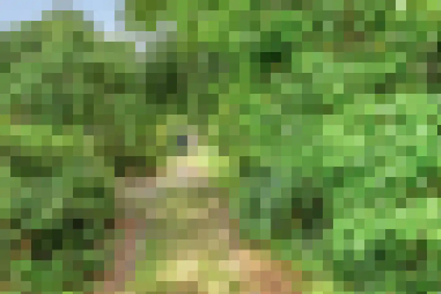 Besselaar 4 Gemonde thumbnail 58