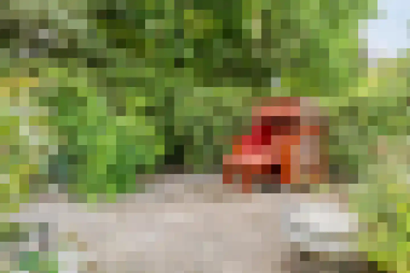 Besselaar 4 Veghel thumbnail 43