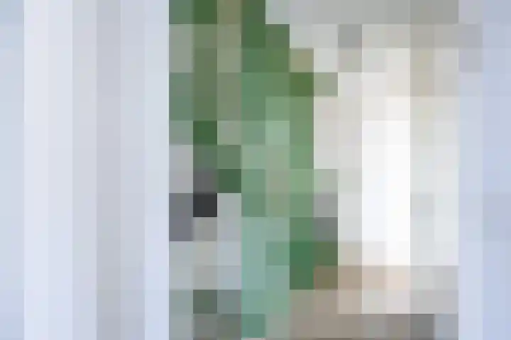 Bessembiender 6 Siebengewald thumbnail 19