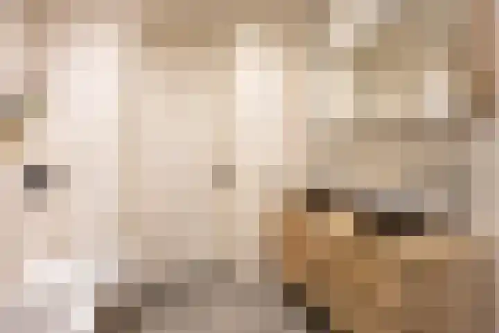 Bessembiender 6 Siebengewald thumbnail 23