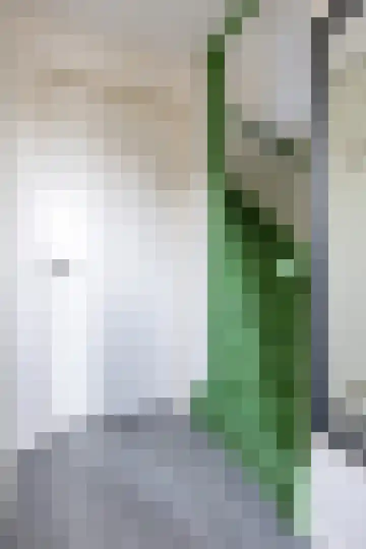 Bessembiender 6 Siebengewald thumbnail 9
