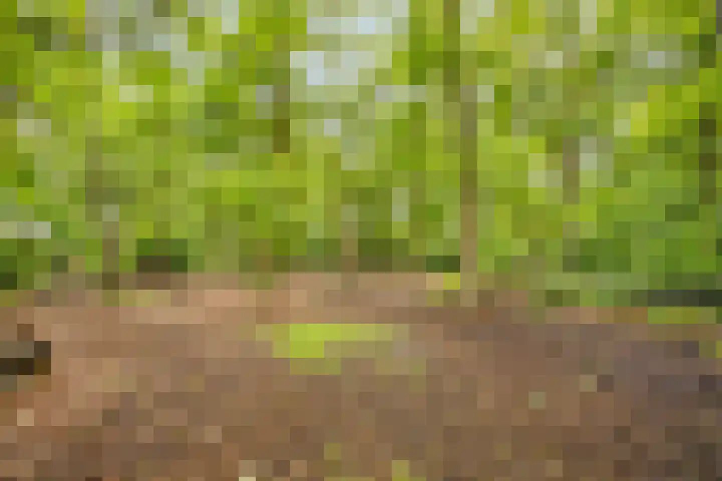 Bessenhof 4 Uden thumbnail 55