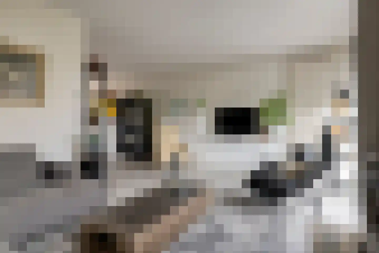 Bessestraat 21 Goes thumbnail 17