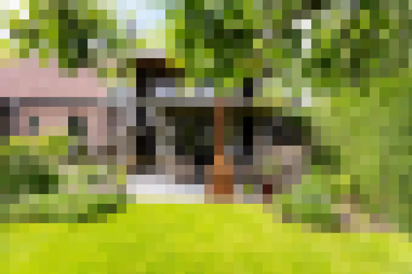 Bessie 4 Nibbixwoud thumbnail 48
