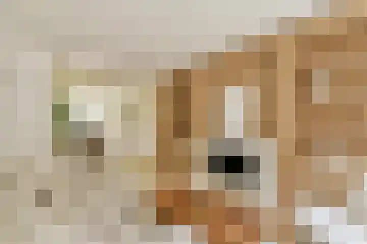 Bestevâerstraat 35 2 Amsterdam thumbnail 4