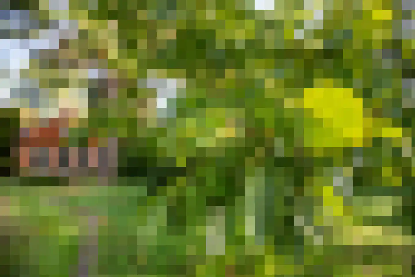 Bethlehemsreed 27 Boelenslaan thumbnail 57