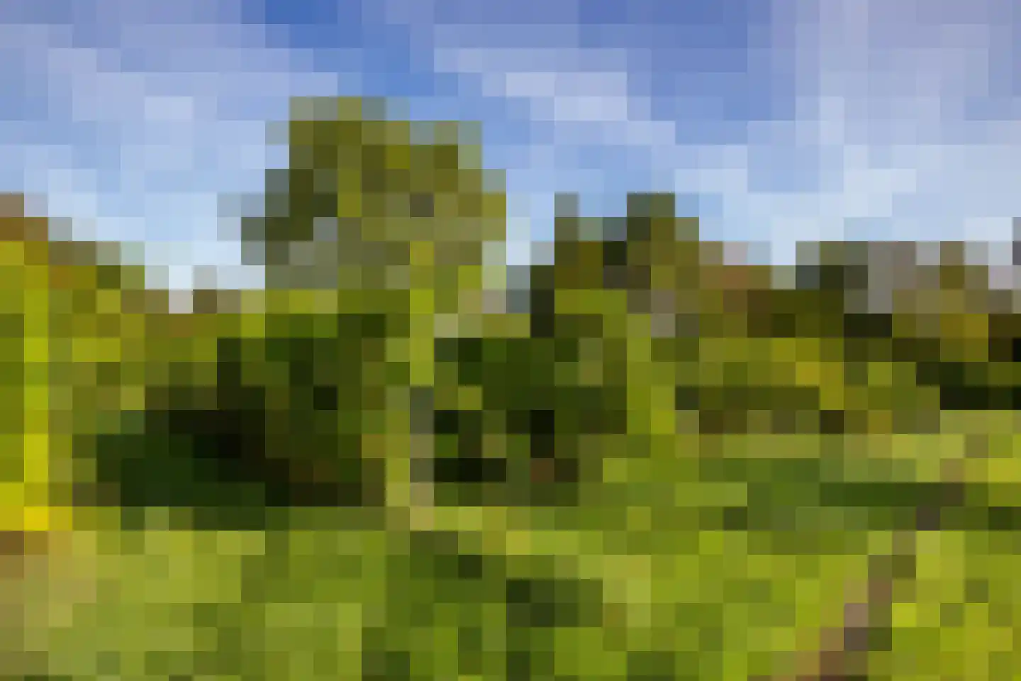 Bethlehemsreed 27 Boelenslaan thumbnail 76