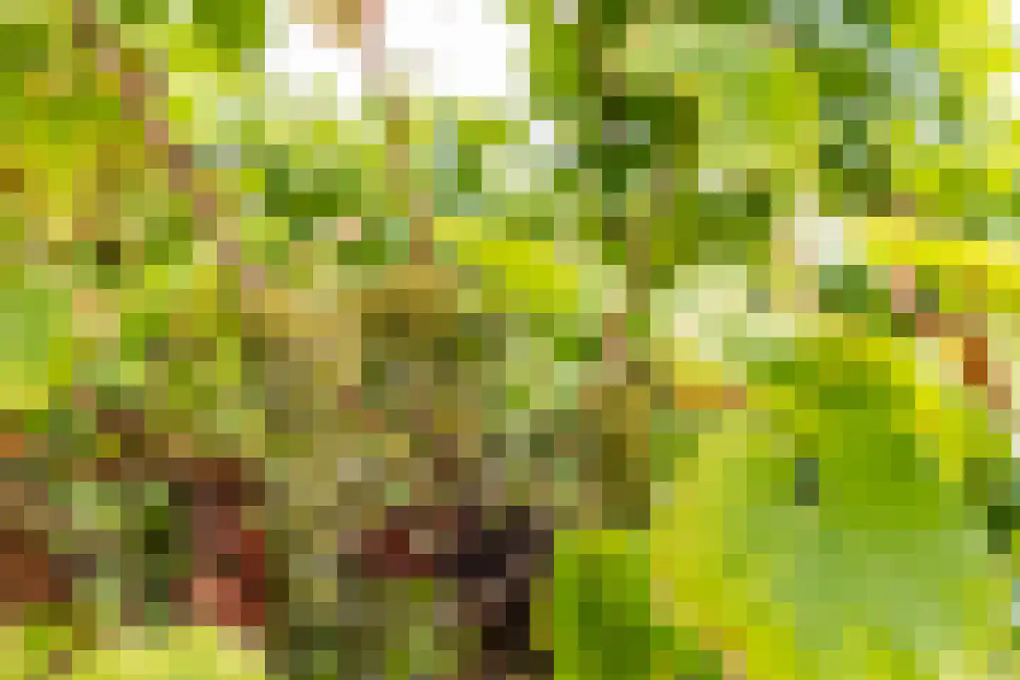 Bethlehemsreed 27 Boelenslaan thumbnail 77