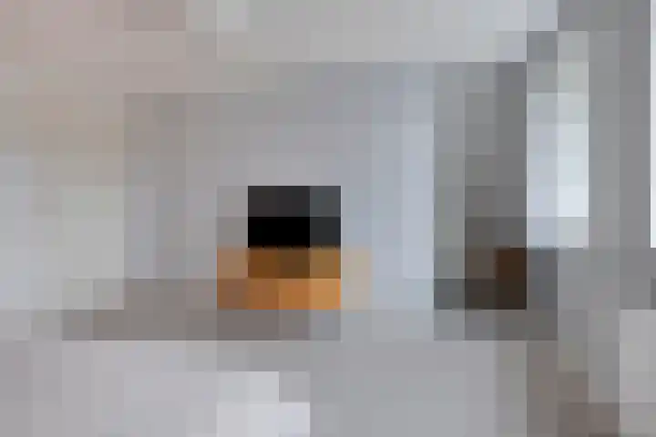 Bethlehemsreed 7 Boelenslaan thumbnail 20