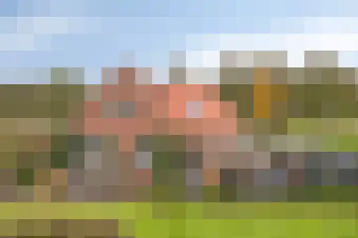 Bethlehemsreed 7 Boelenslaan thumbnail 31