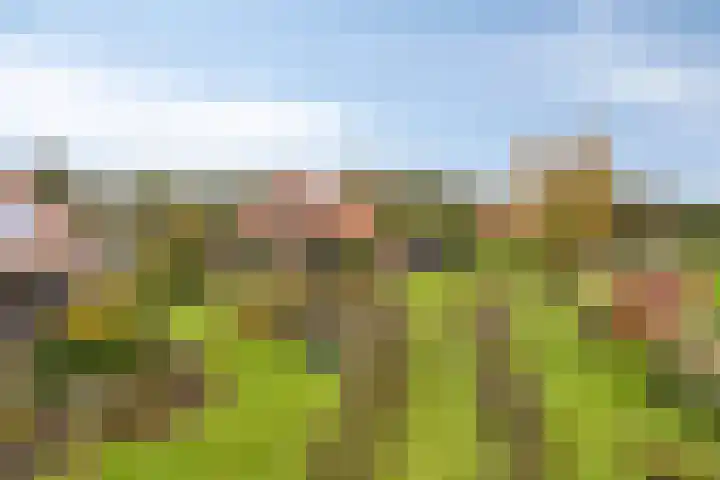 Bethlehemsreed 7 Boelenslaan thumbnail 33