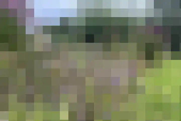 Bethlehemsreed 7 Boelenslaan thumbnail 36