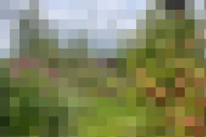 Bethlehemsreed 7 Boelenslaan thumbnail 37