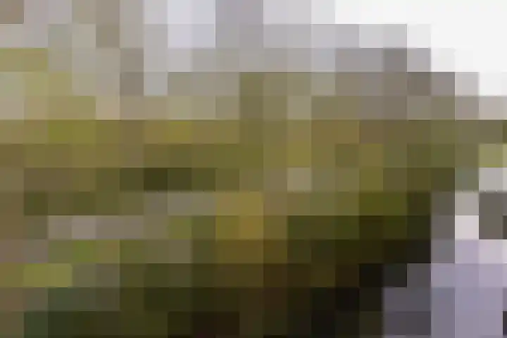 Betsy Kaiserhof 36 Hoorn thumbnail 31