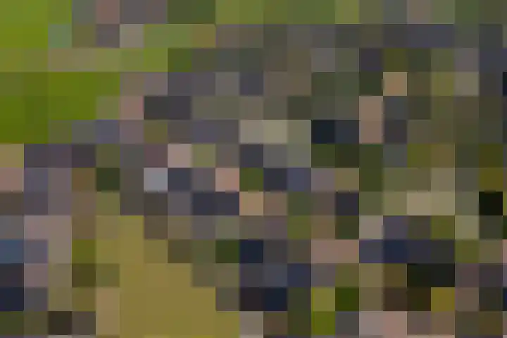 Betuwe Singel 15 Lienden thumbnail 46