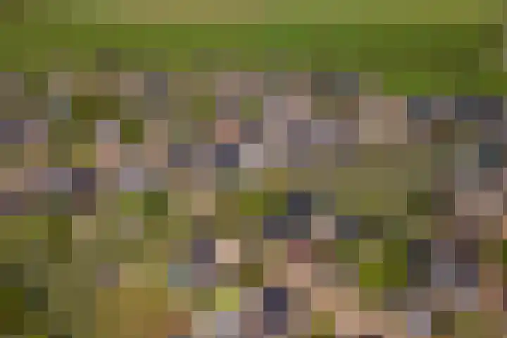 Betuwe Singel 15 Lienden thumbnail 50