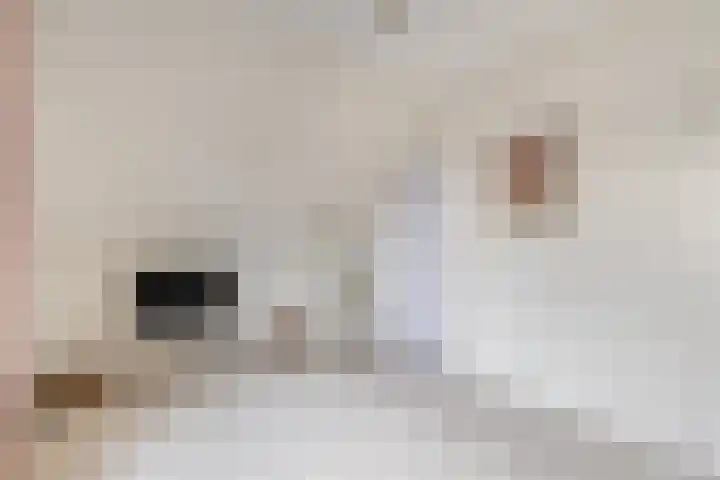 Beuckelaar 15 Monster thumbnail 59