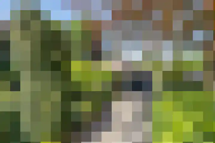 Beukelaar 10 Veghel thumbnail 5