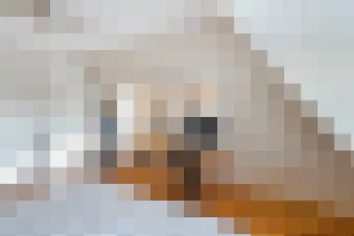 Beukenallee 69 Zwolle thumbnail 26