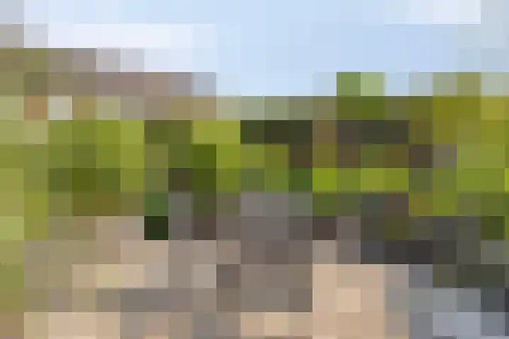 Beukenboomsweg 26 Guttecoven thumbnail 31