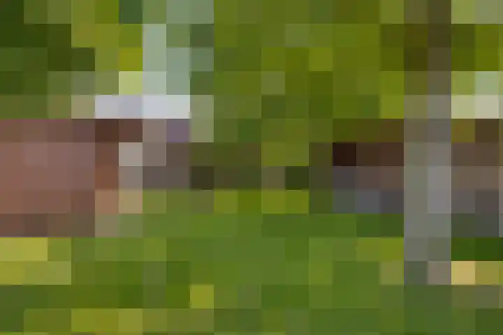 Beukenboomsweg 26 Guttecoven thumbnail 34
