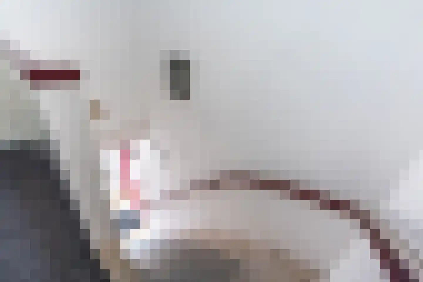 Beukenbosweg 15 Kerkrade thumbnail 6