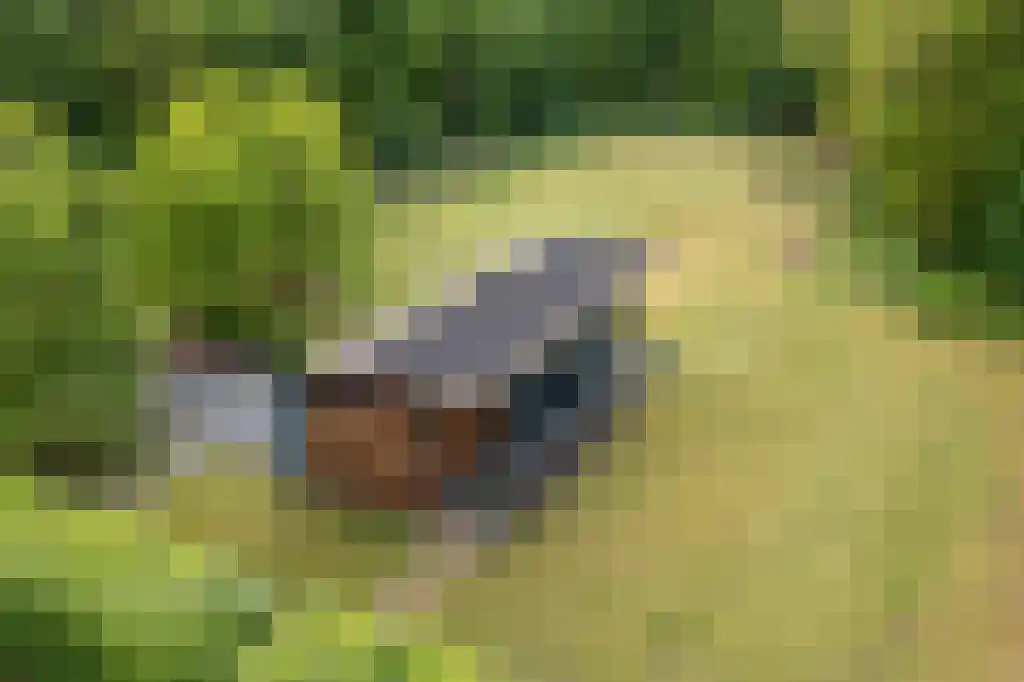 Beukenburgerlaan 65 Groenekan thumbnail 56