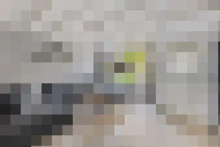Beukendreef 123 Oisterwijk thumbnail 11