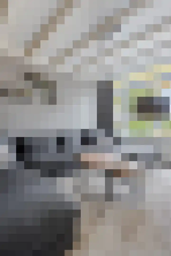 Beukendreef 123 Oisterwijk thumbnail 15