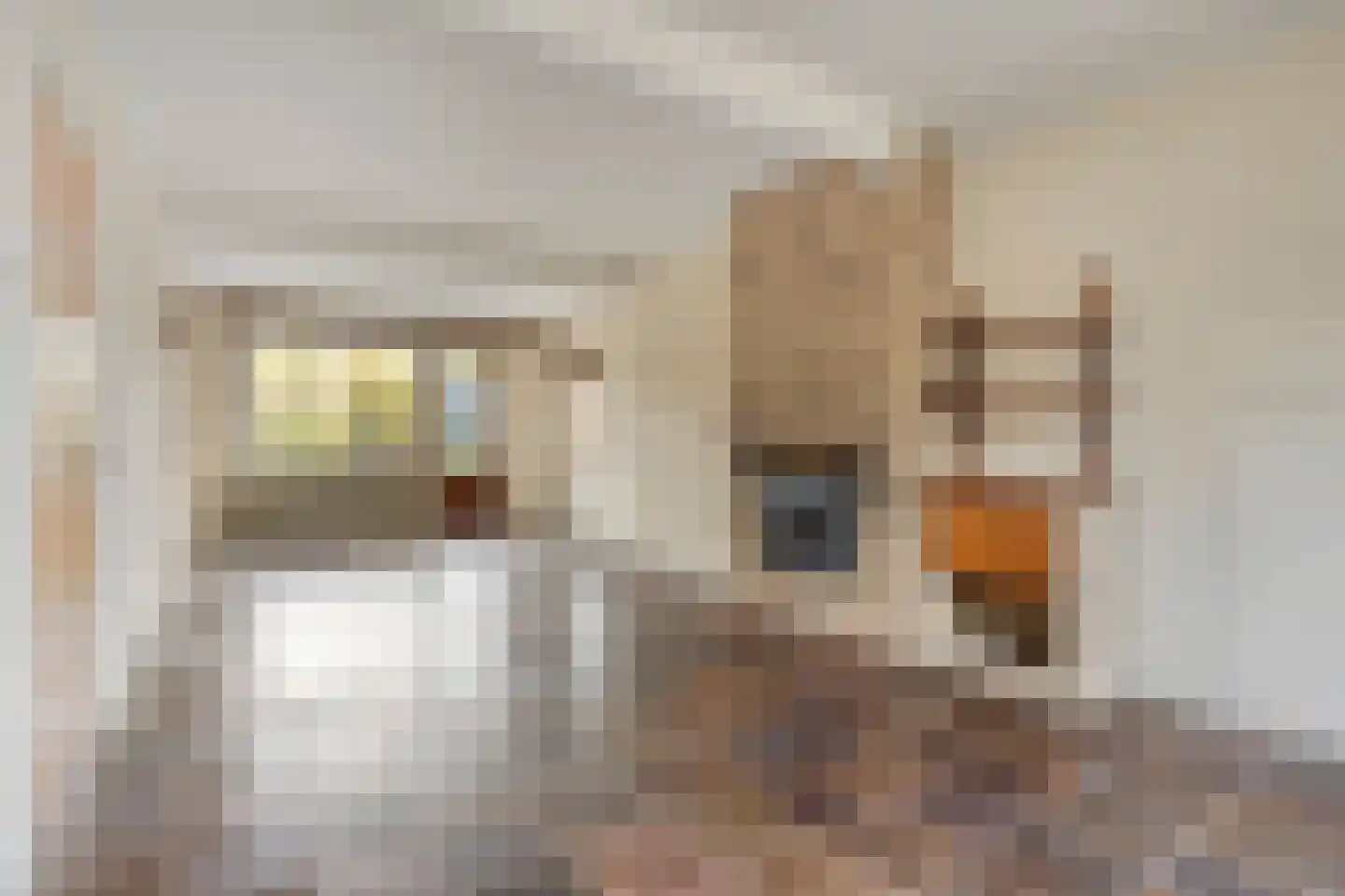 Beukendreef 3 Oisterwijk thumbnail 9