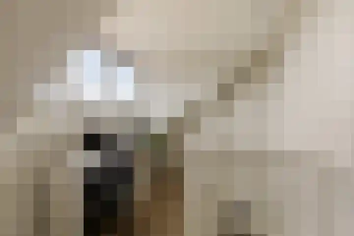 Beukendreef 34 Oisterwijk thumbnail 27