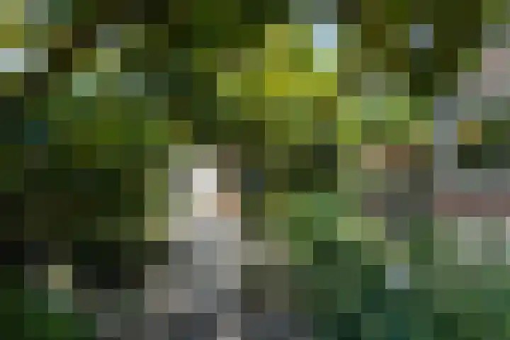 Beukendreef 50 Oisterwijk thumbnail 43