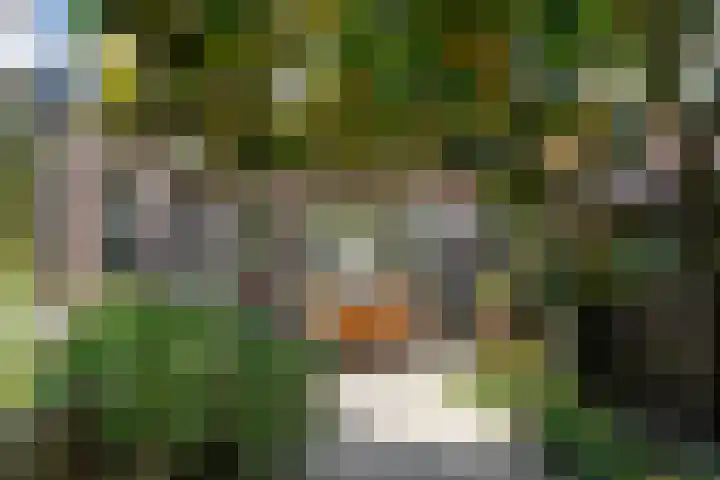 Beukendreef 50 Oisterwijk thumbnail 51