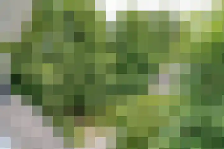 Beukenhof 4 Lage Vuursche thumbnail 41