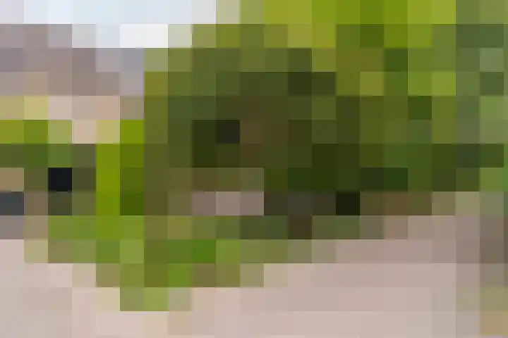 Beukenhof 4 Lage Vuursche thumbnail 43